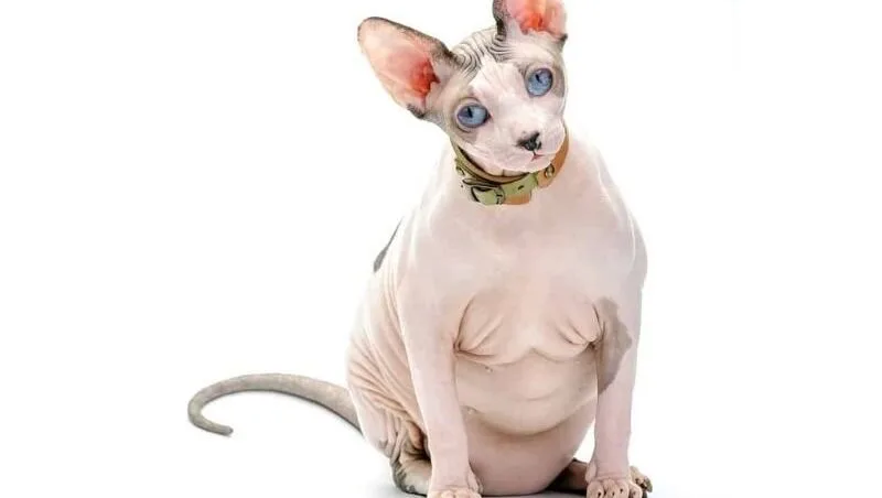 fat hairless cats