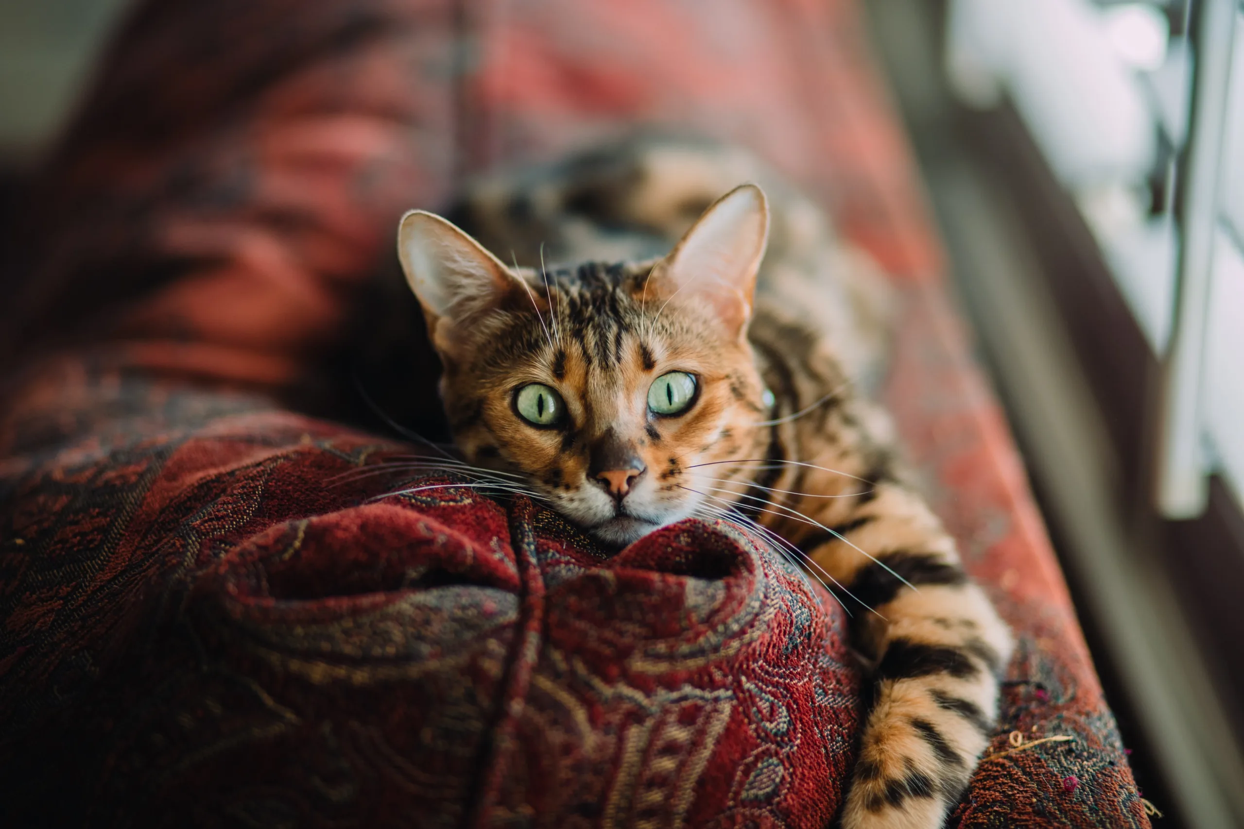 pictures of bengal cats