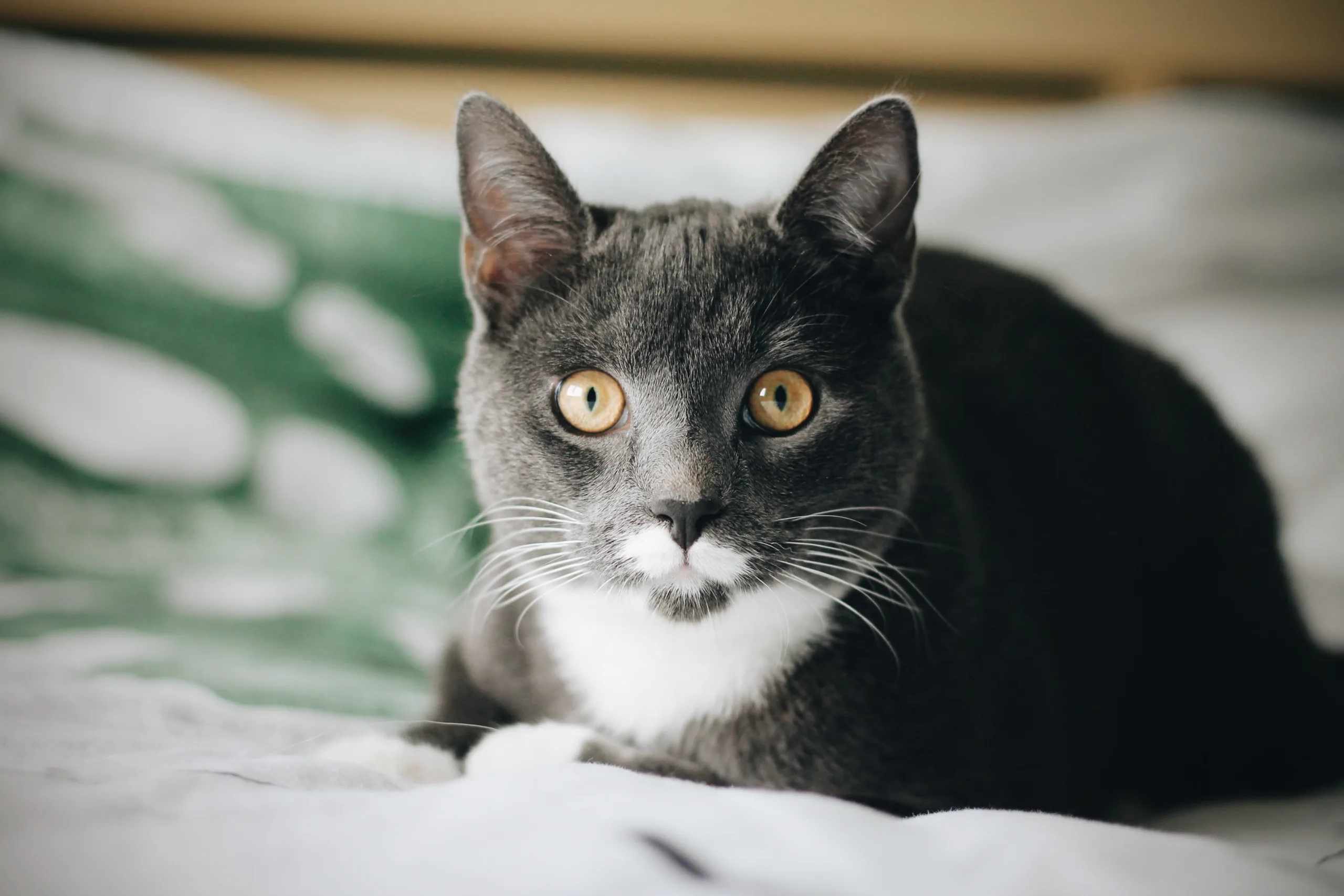 cats with mustaches