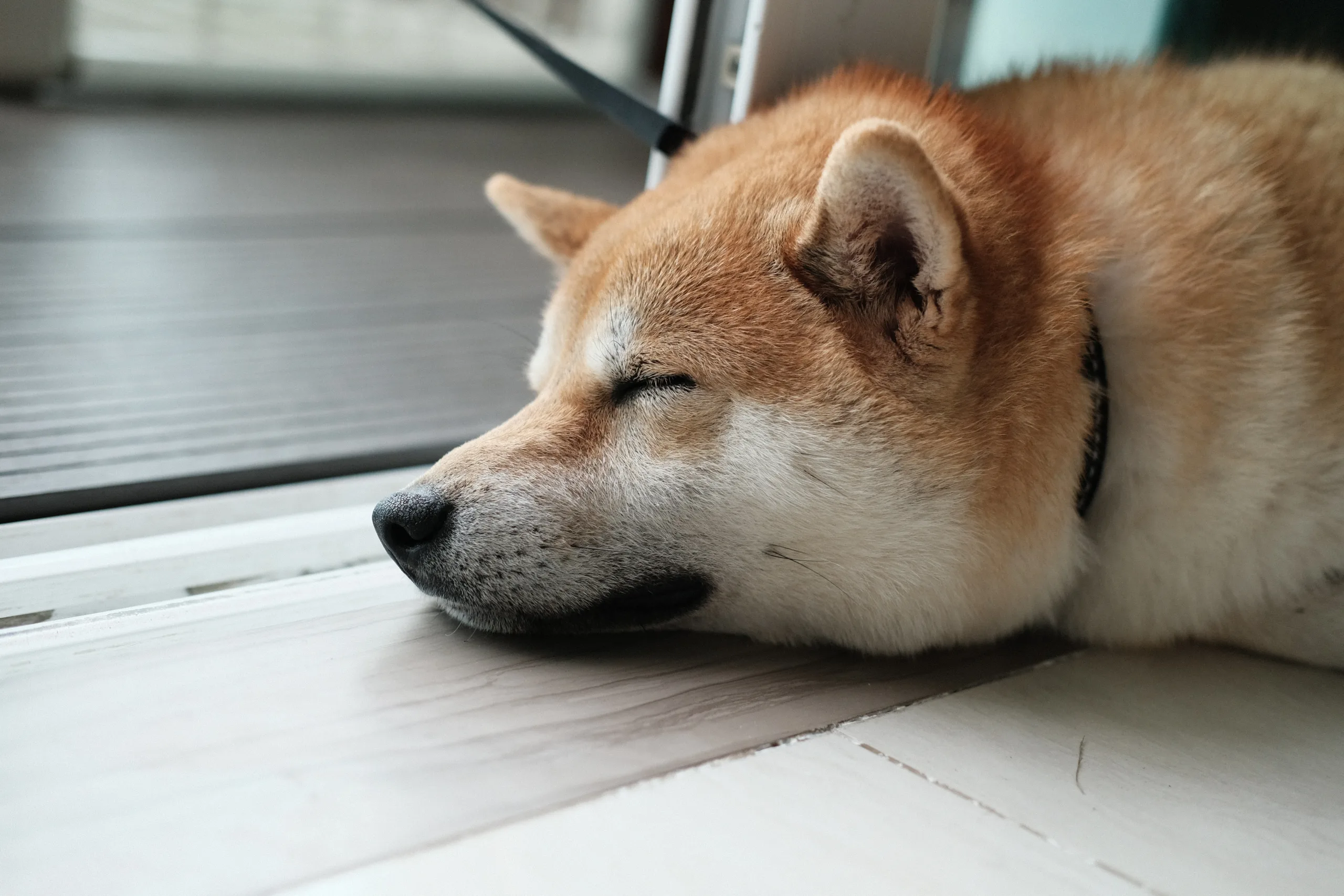 why do dogs shake in their sleep