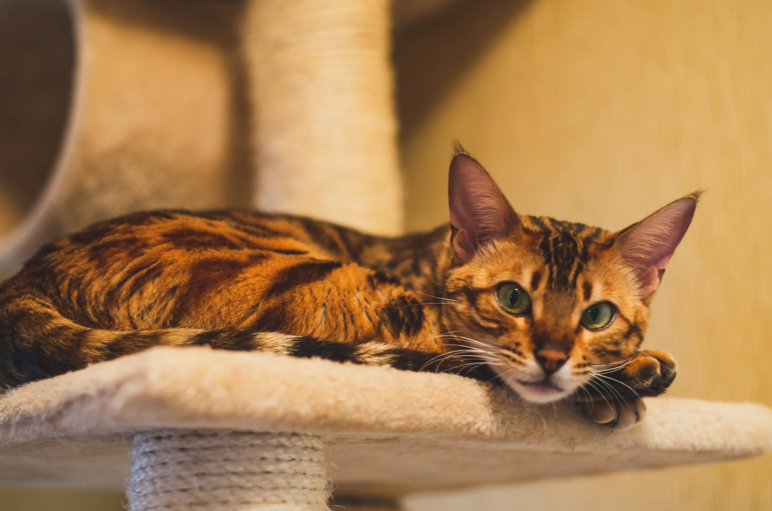 how long does bengal cats live