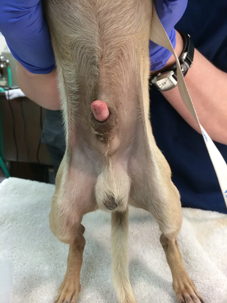 Pictures of Paraphimosis in Dogs, https://tailsofasheltervet.files.wordpress.com/2014/03/photo-1.jpg?w=225&h=300