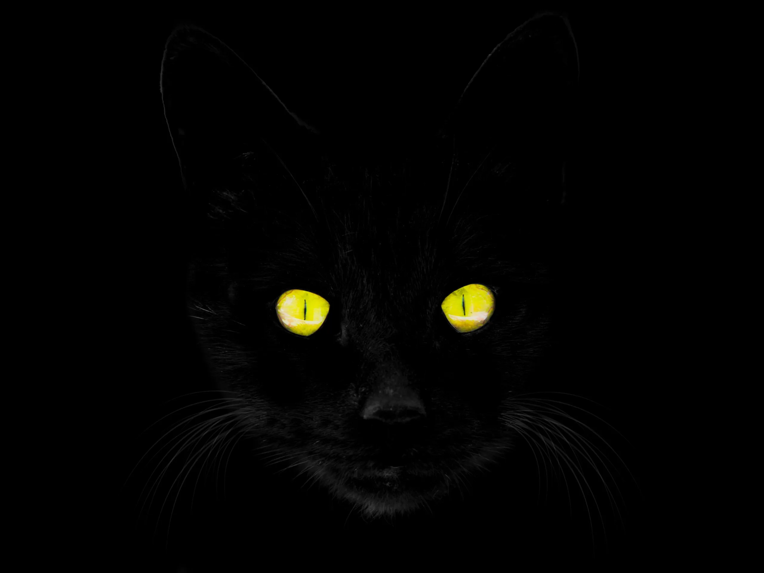 black cats with yellow eyes