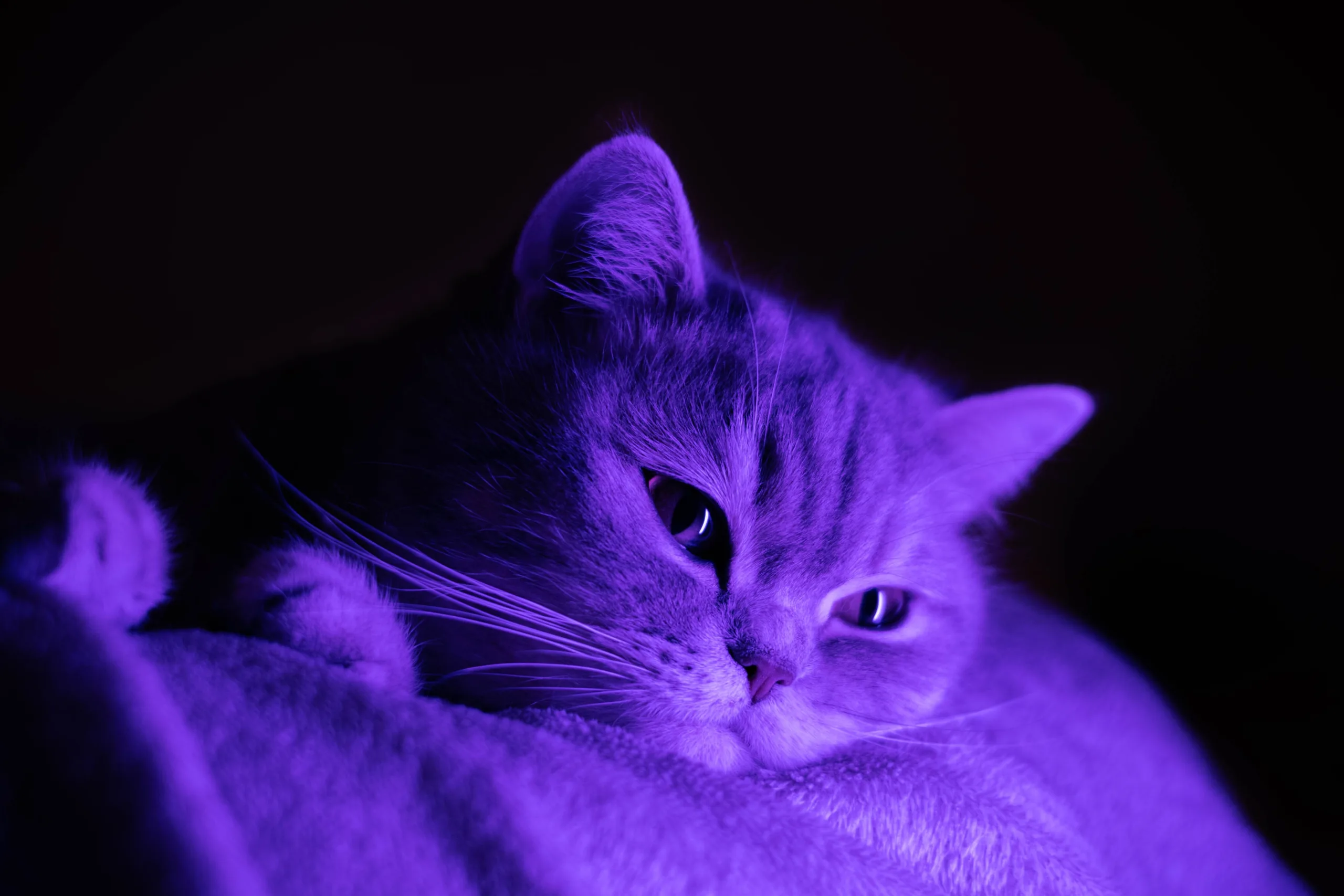 Purple Cats - DOGSANDCATS.LIFE