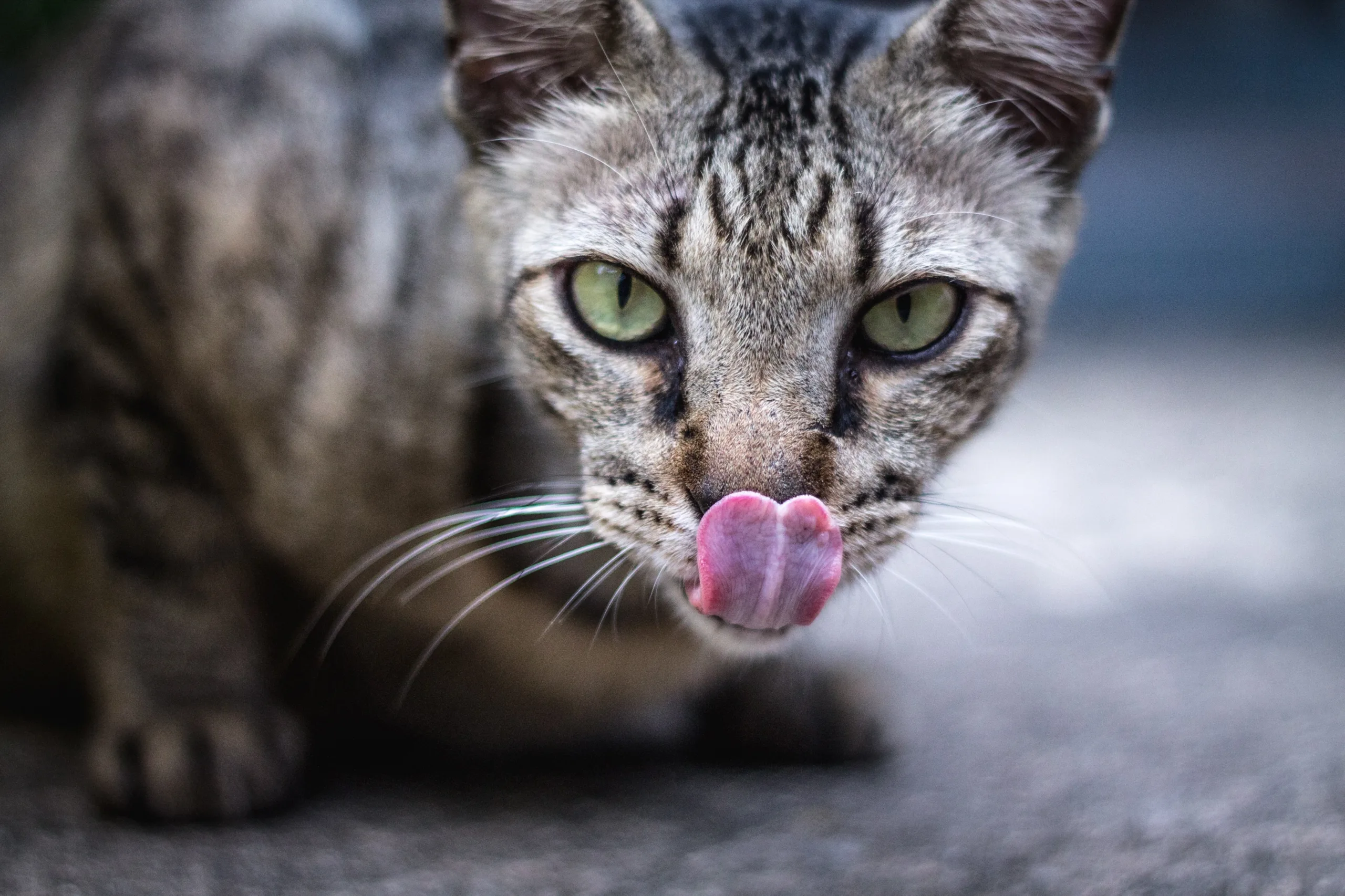 why do cats lick their lips