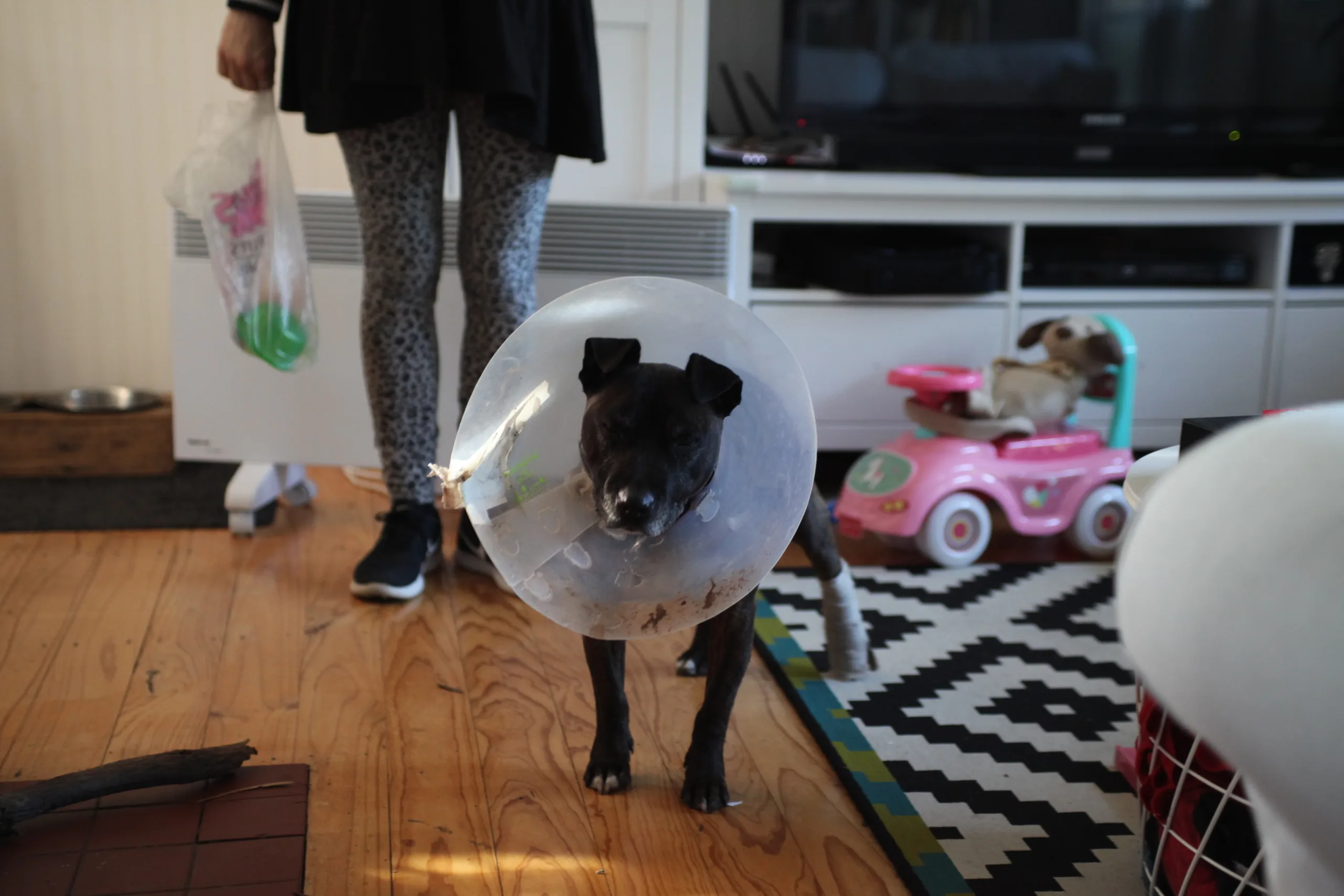 how long do dogs wear cone after neuter