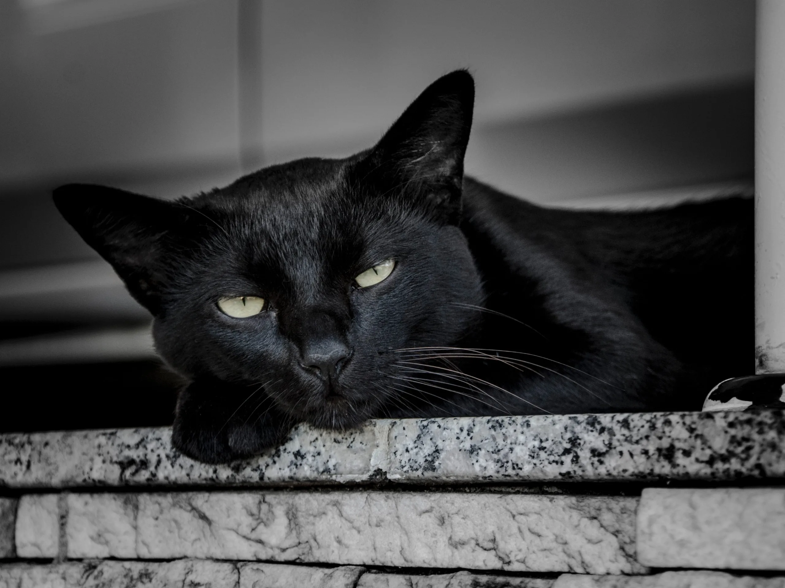 what do black cats symbolize