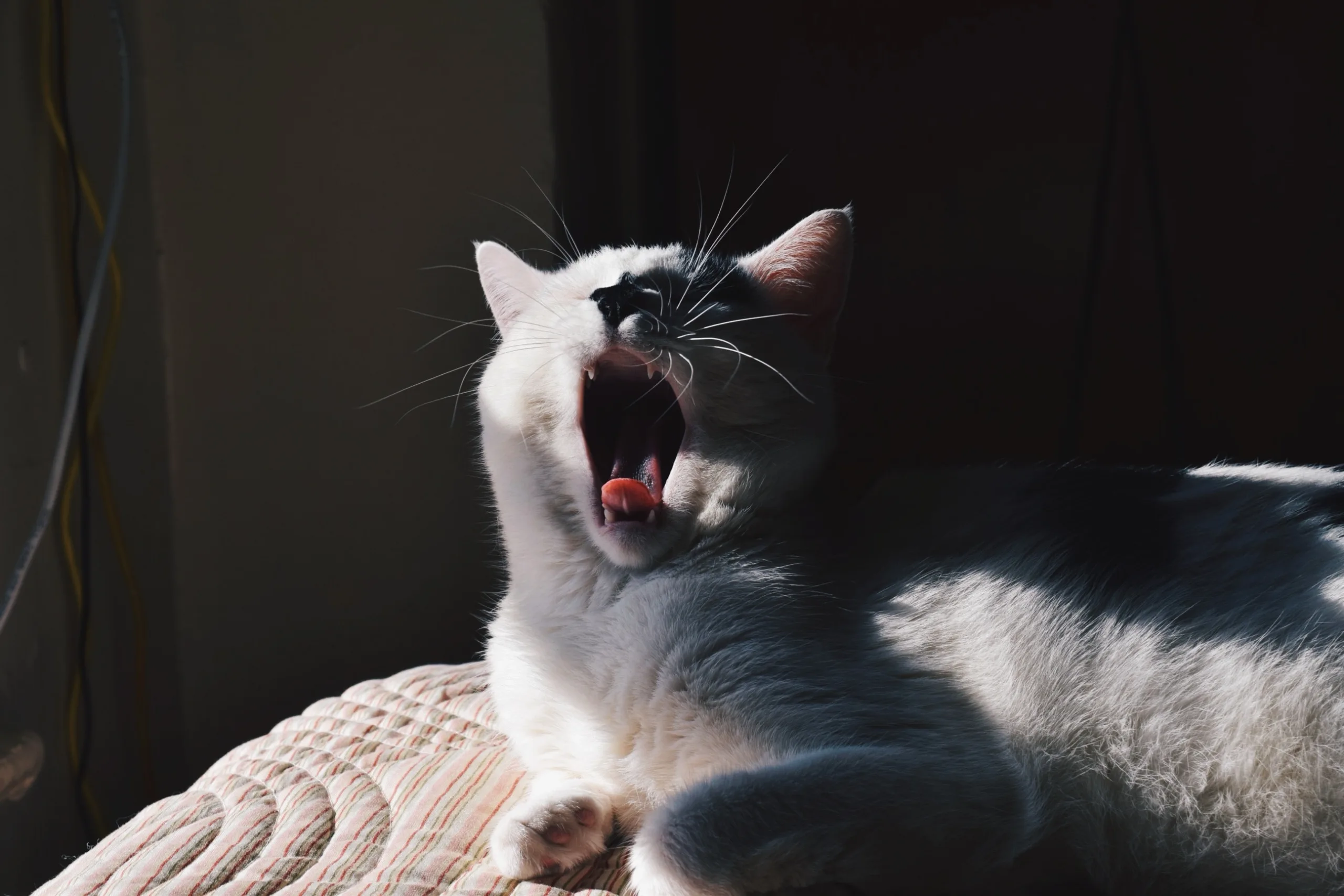 why cats sneeze