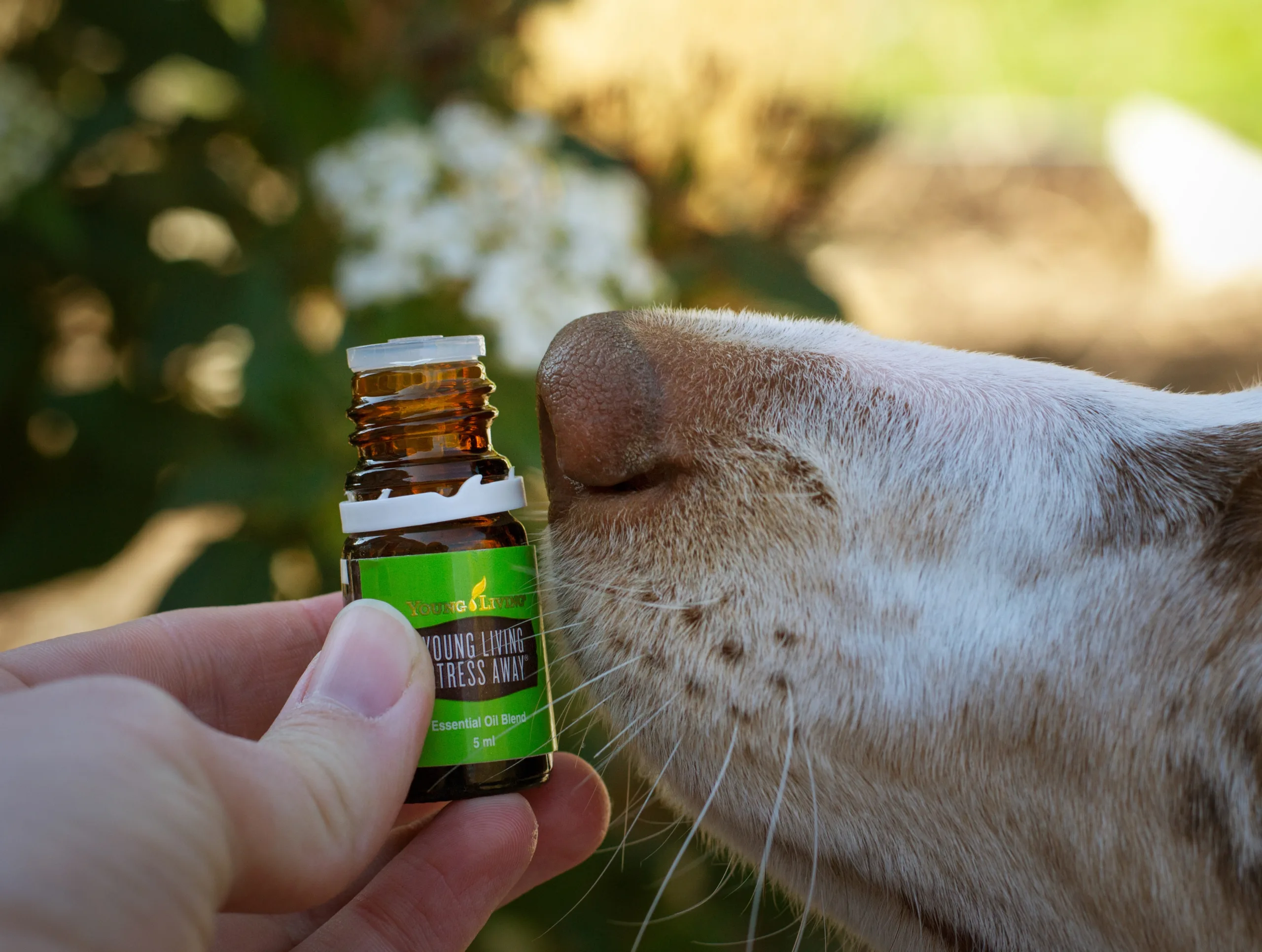 how to give dogs liquid medicine