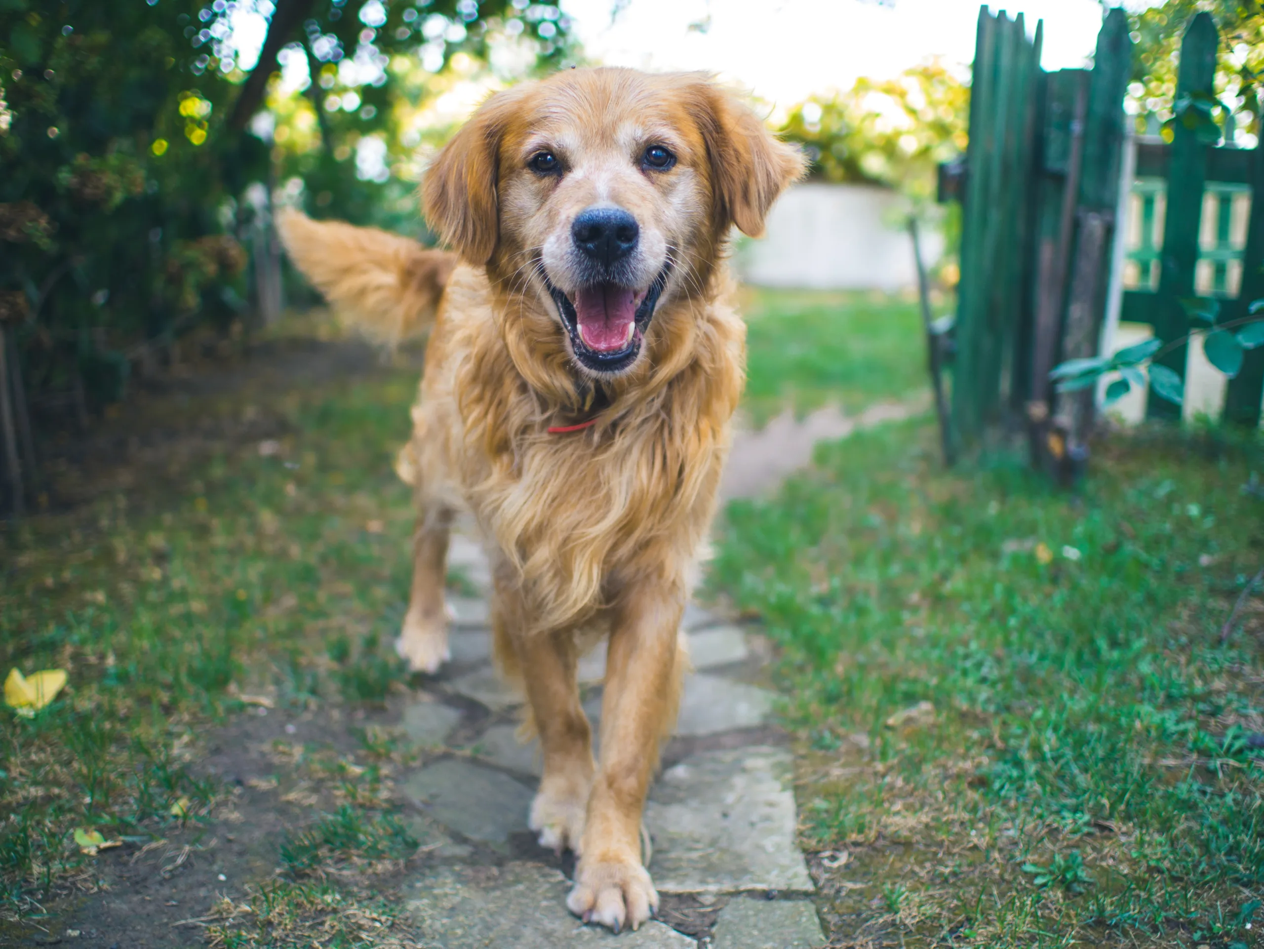 why do dogs love cheese