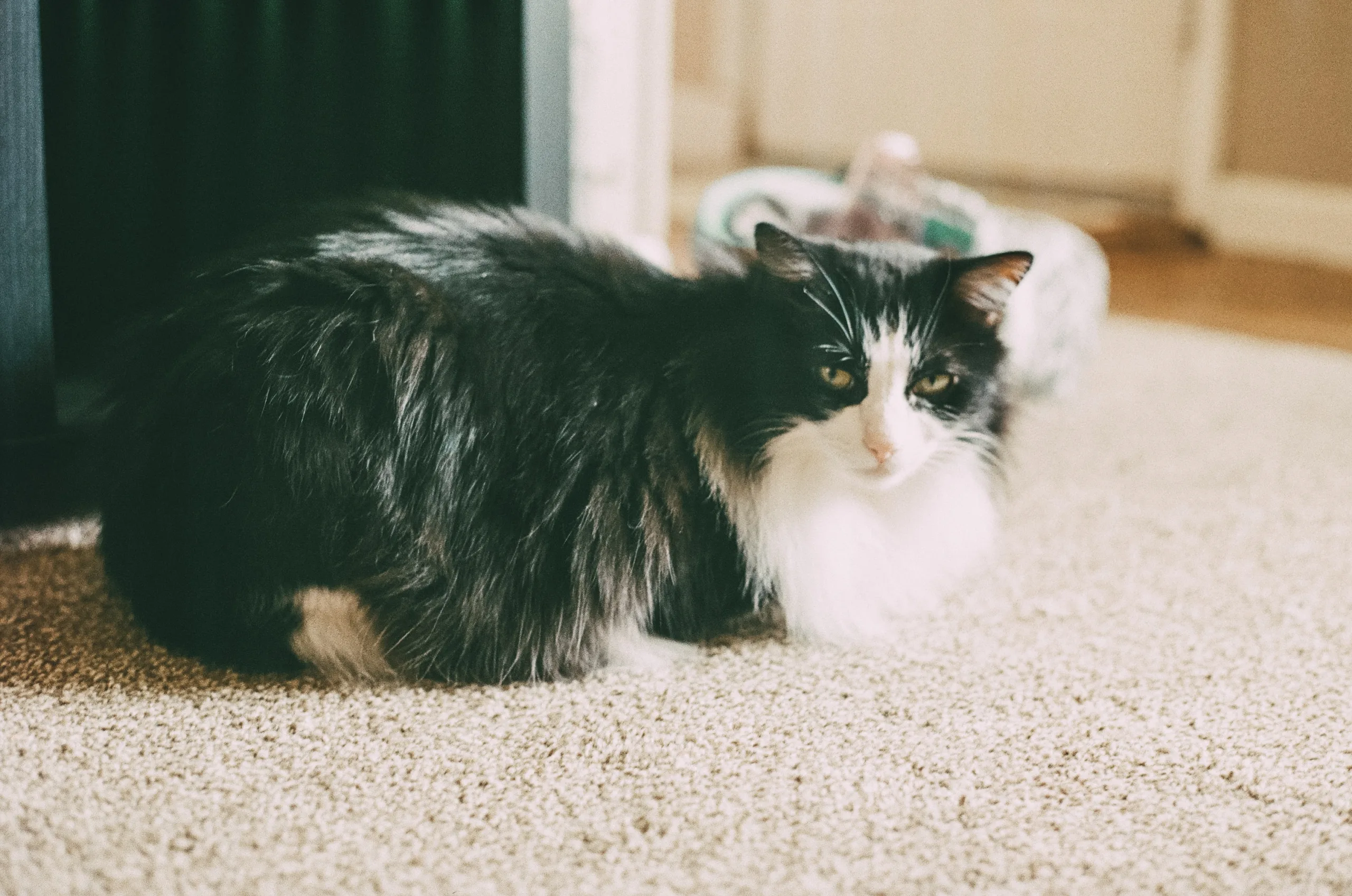 what smells deter cats from peeing on carpet