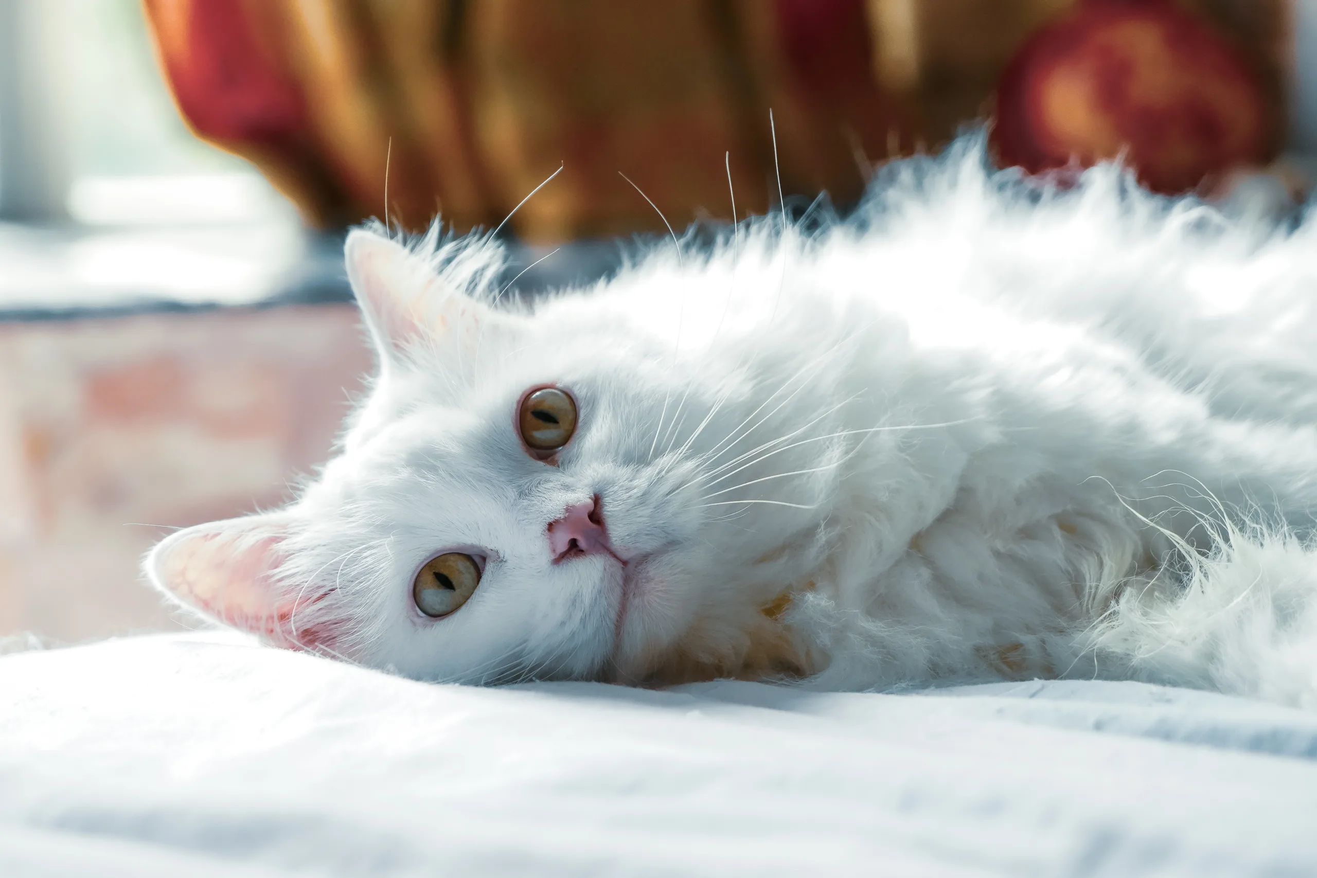 how to get rid of dandruff on cats