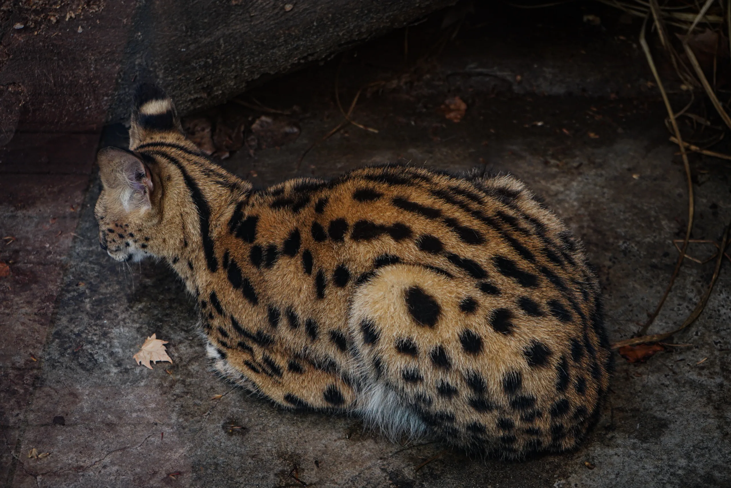 how much do serval cats cost