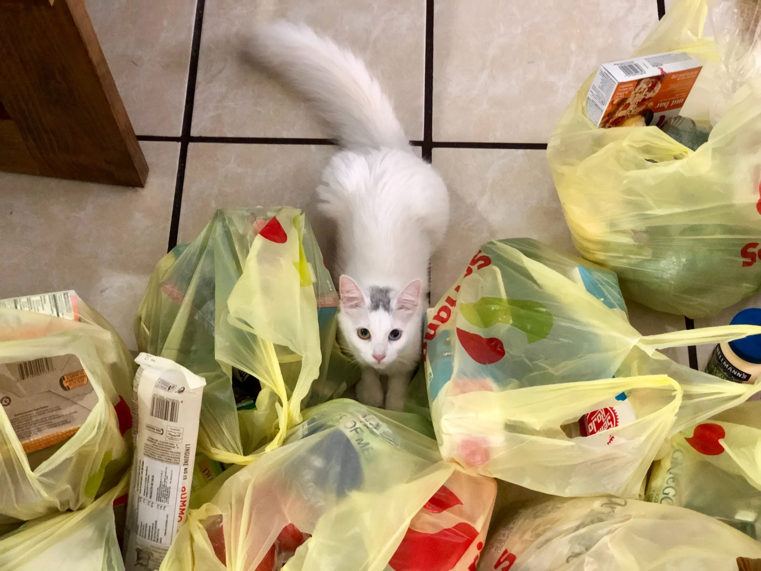 why do cats like plastic bags