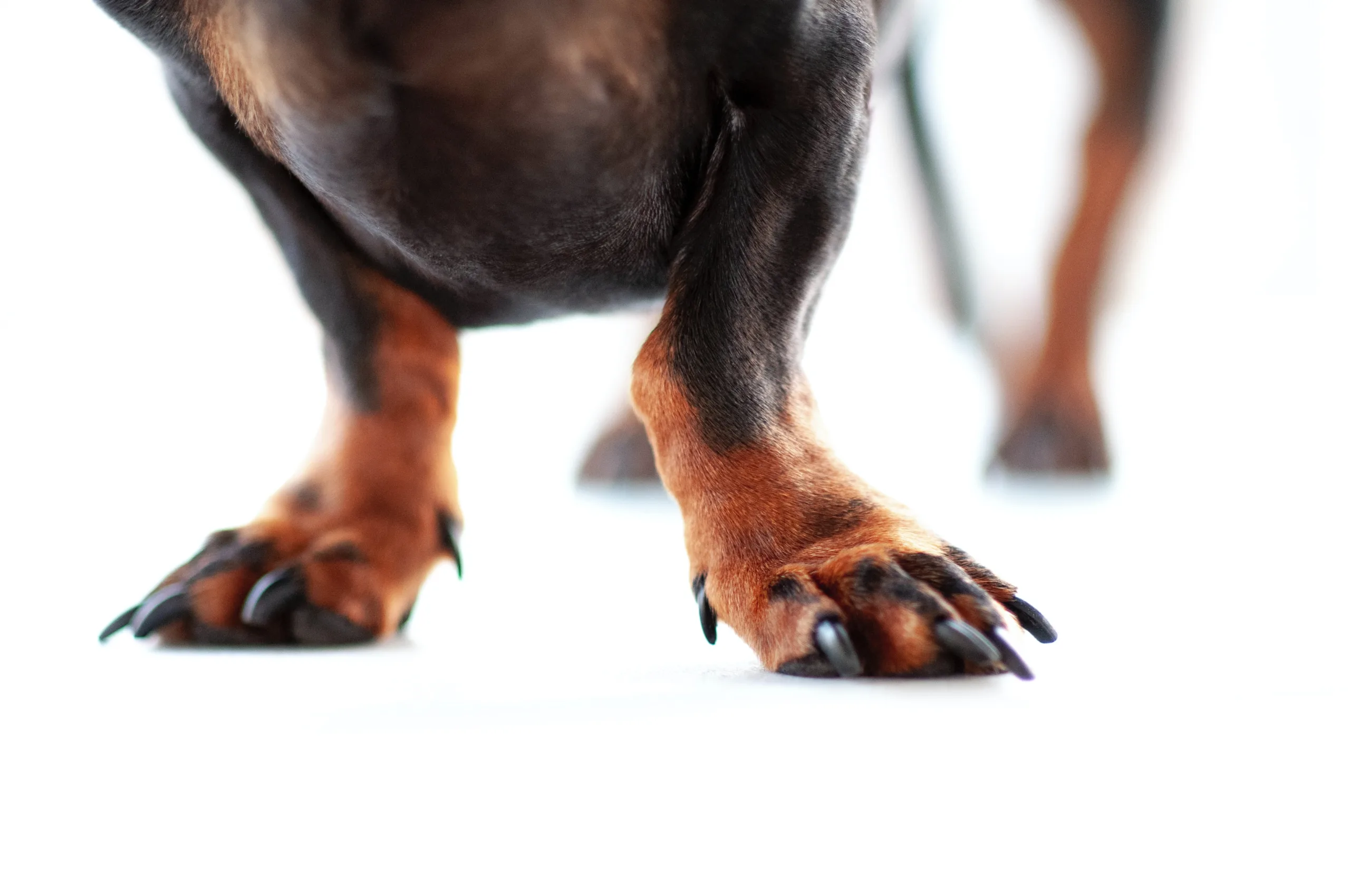 how many toes do dogs have
