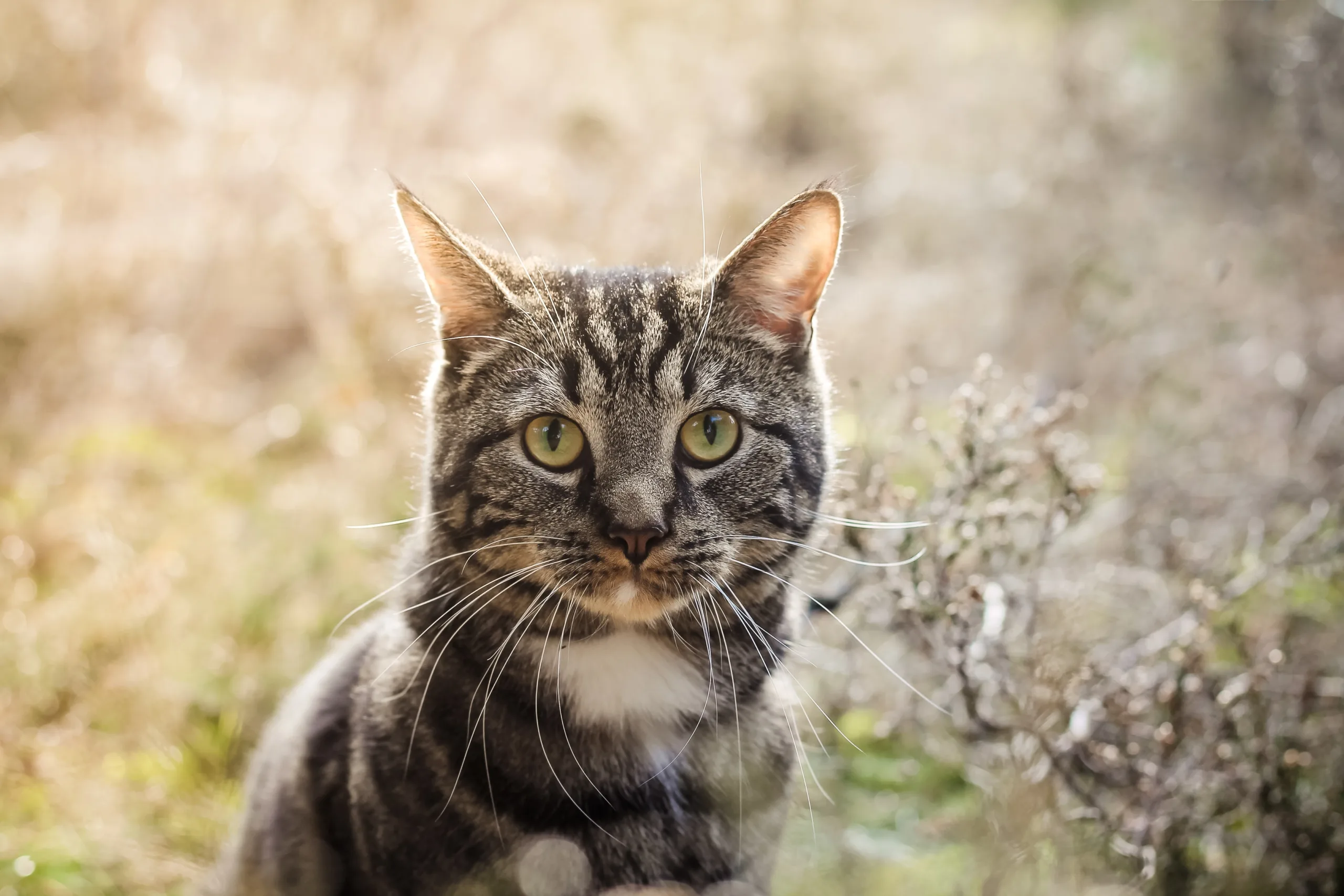 how to get rid of giardia in cats naturally