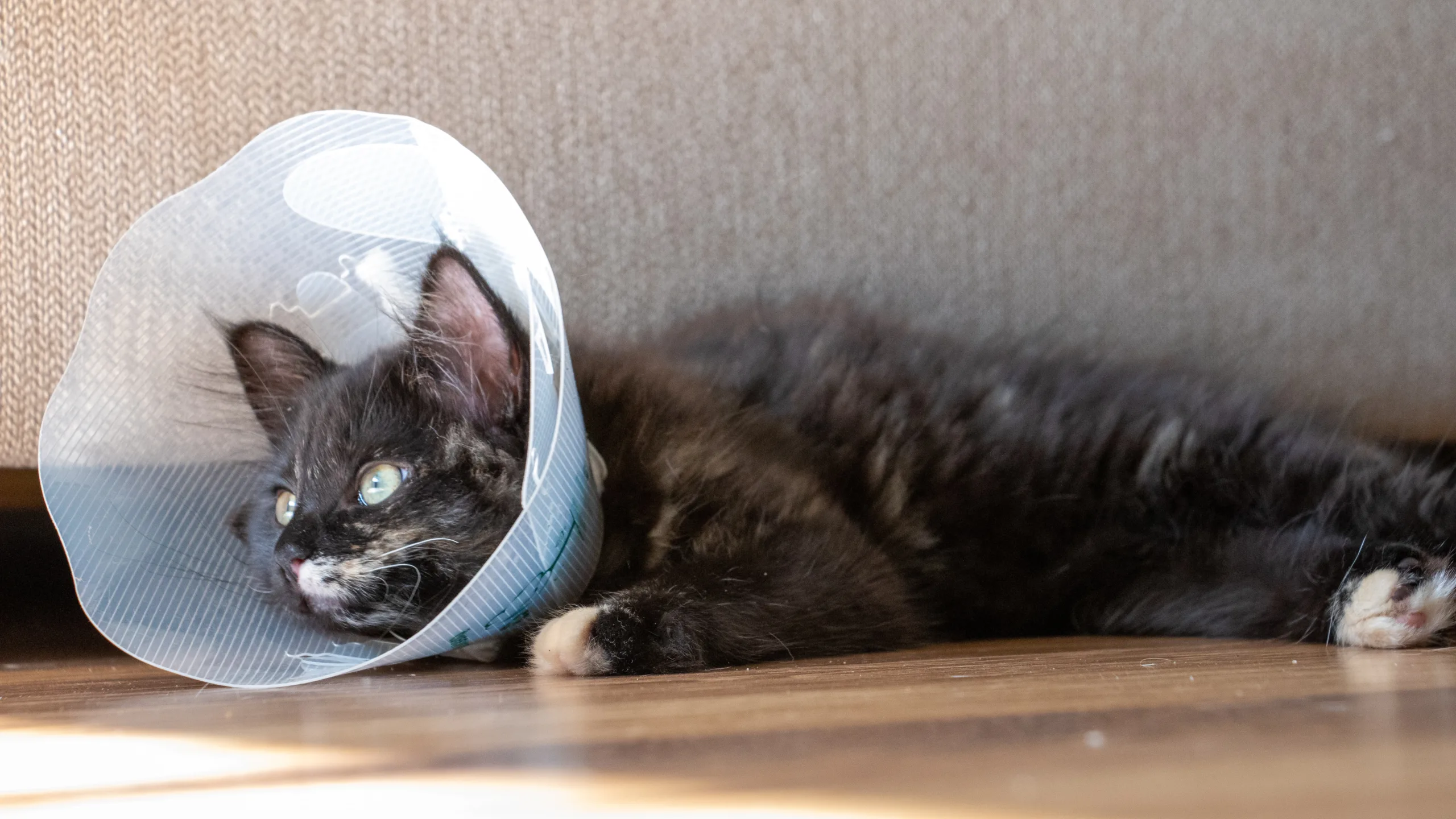 how long do cats have to wear cone after spay