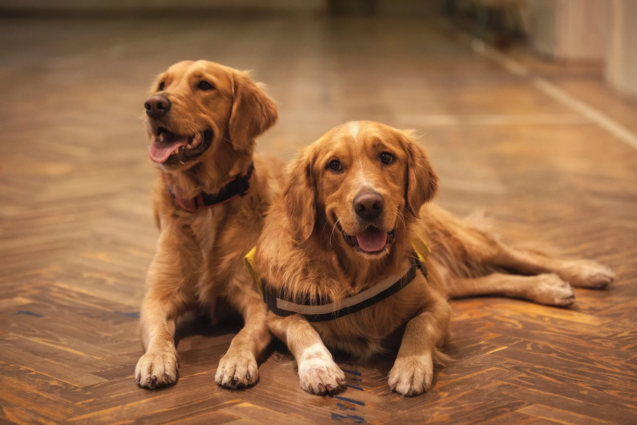 what causes paraphimosis in dogs