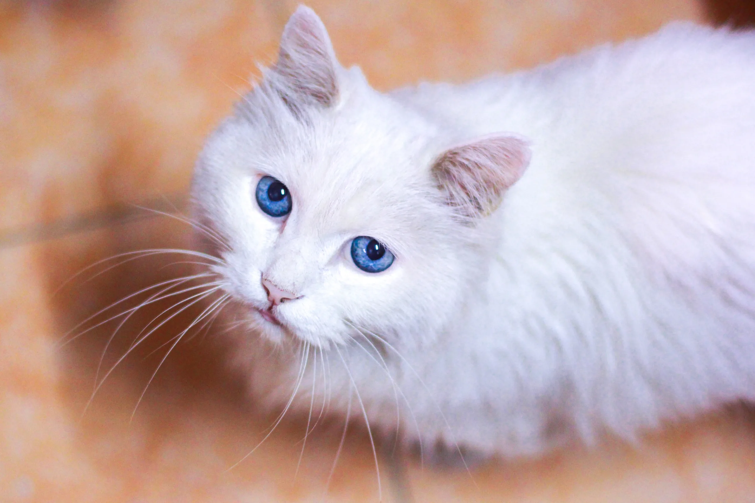 what do white cats symbolize