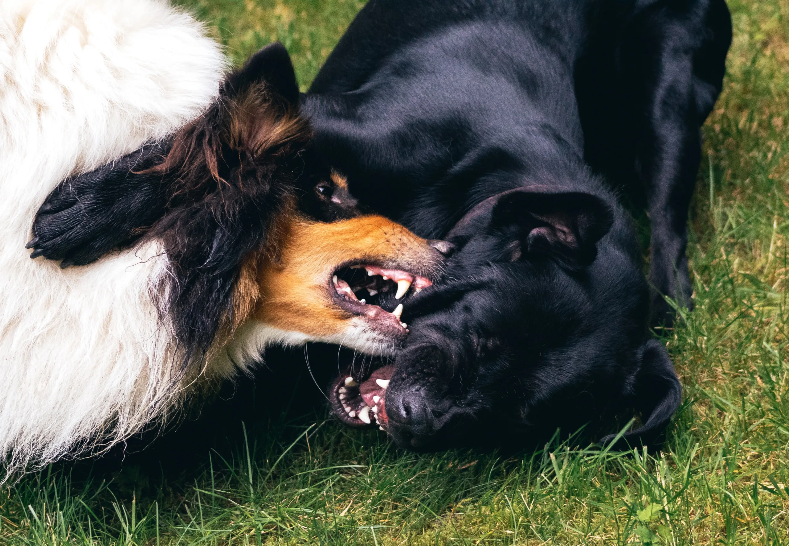 why do dogs chomp their teeth