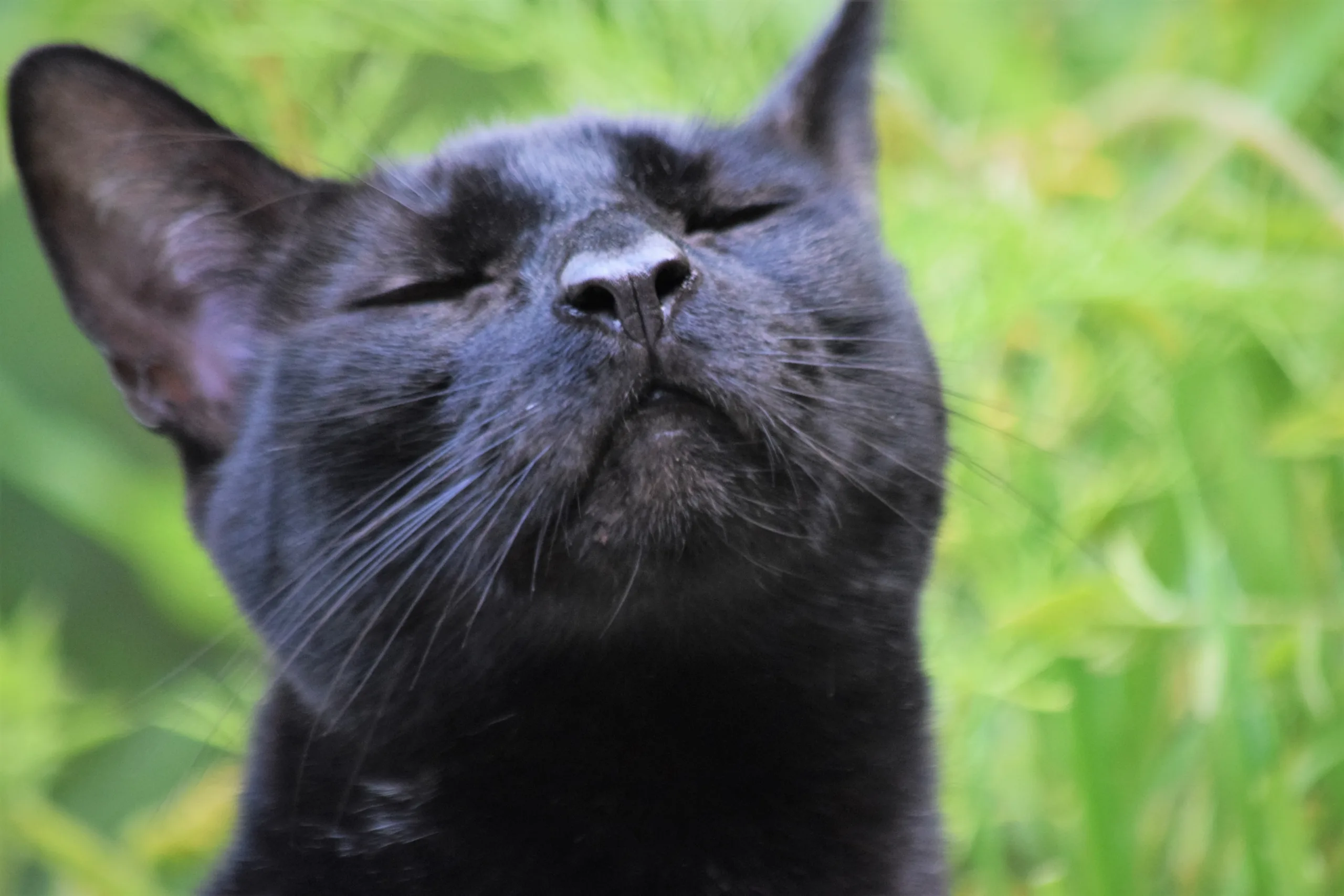 what essential oil do cats hate