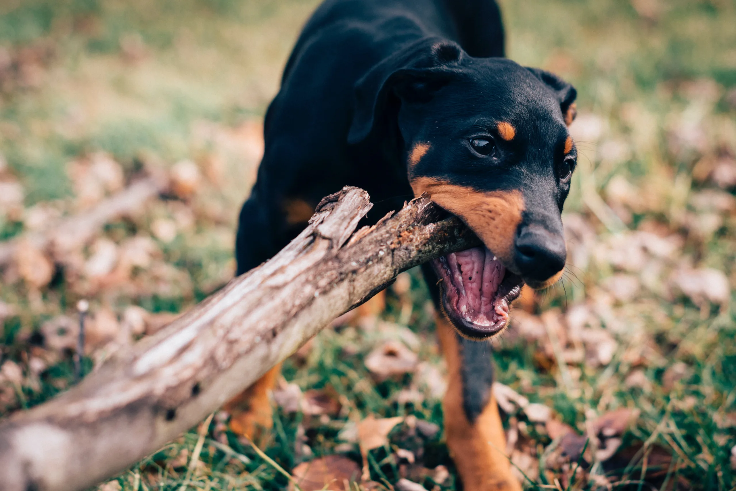 why do dogs chew on sticks