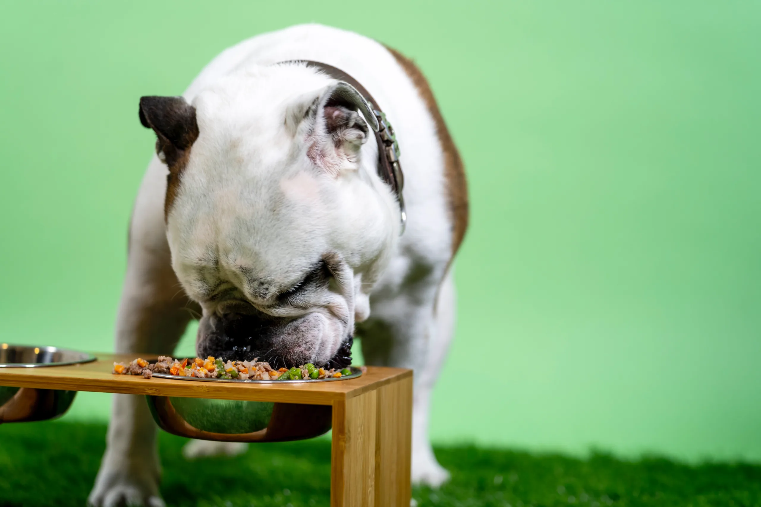 do dogs know when to stop eating