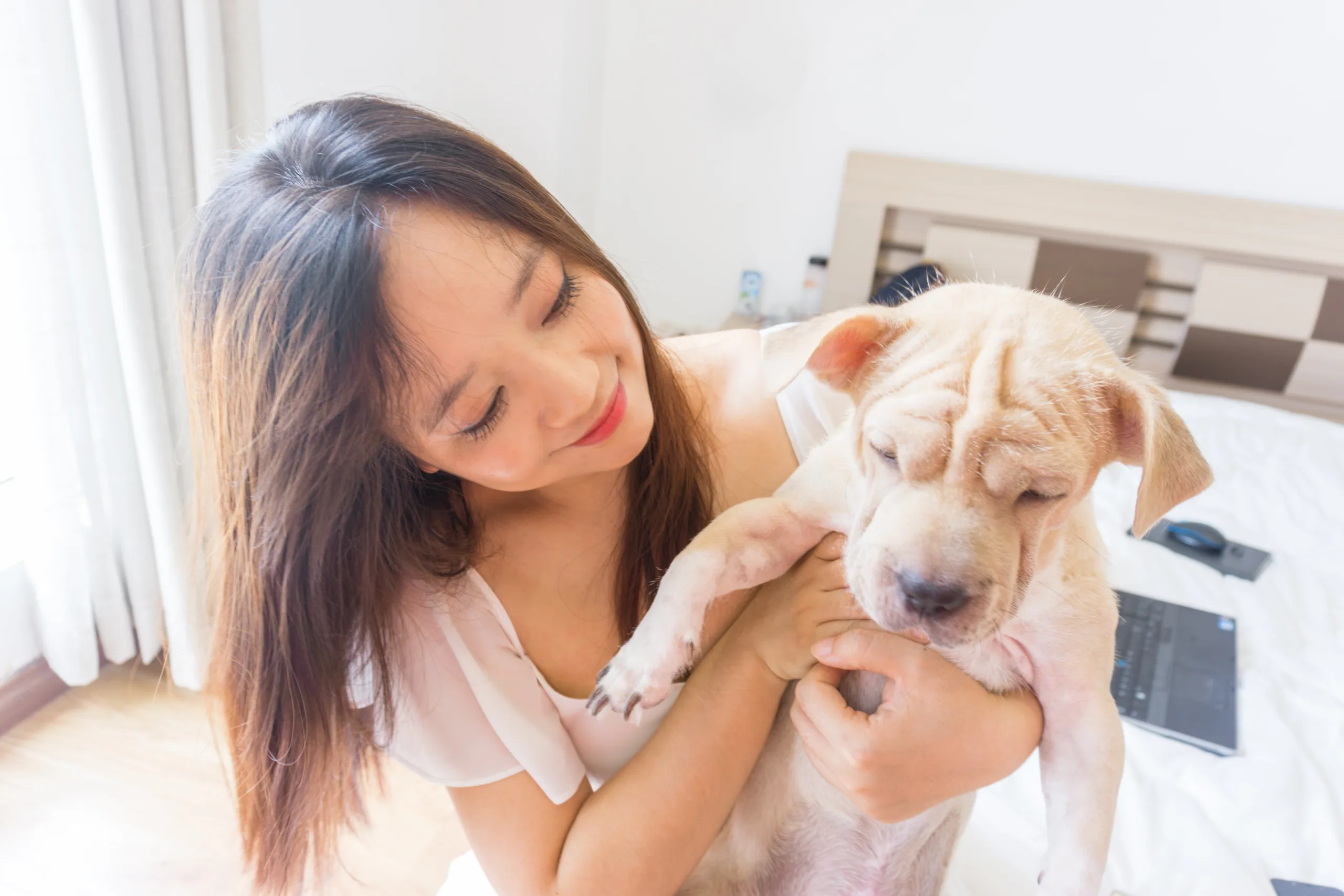 what is bordetella vaccination for dogs
