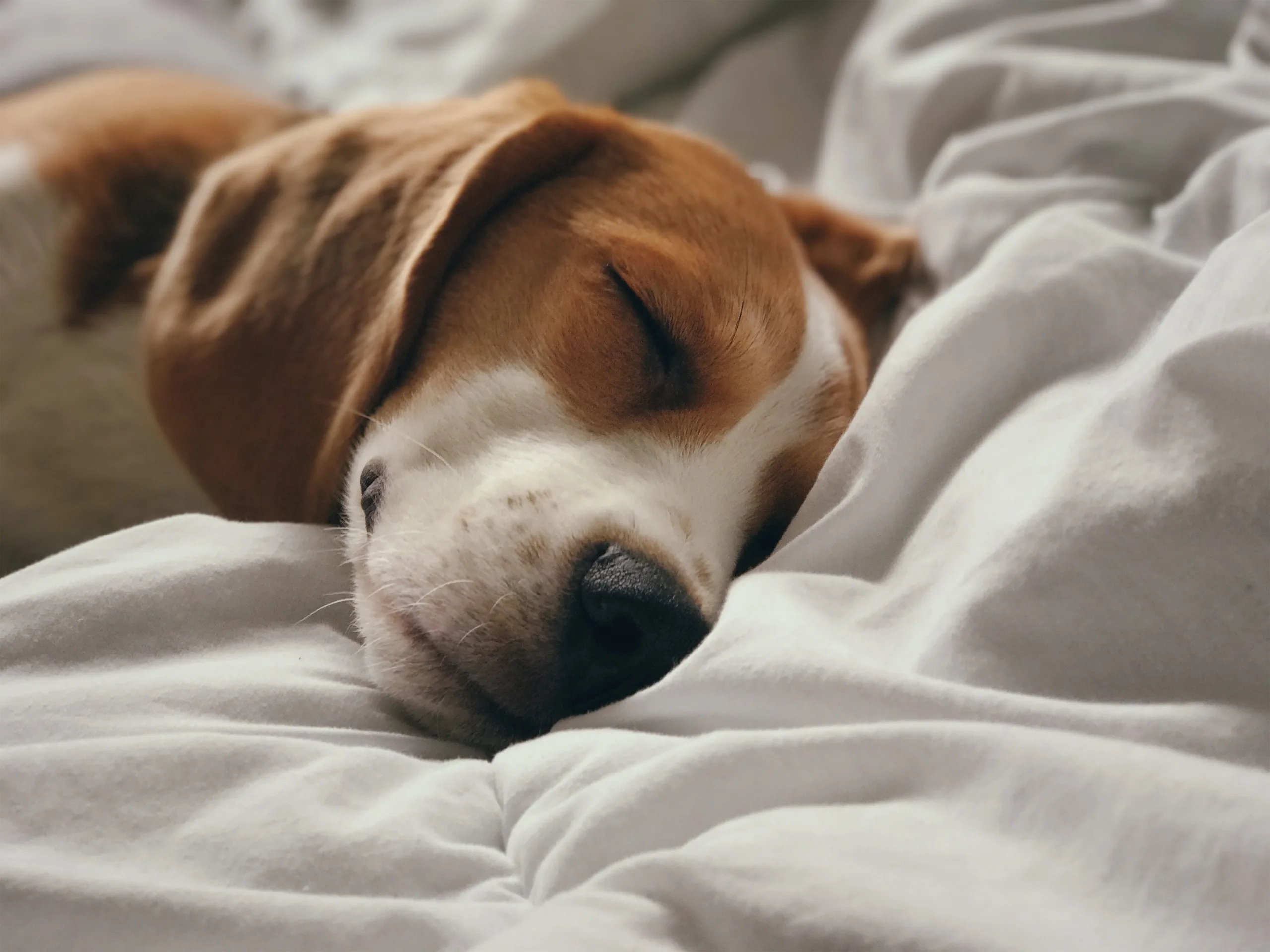 what is the spiritual meaning of dreaming about dogs