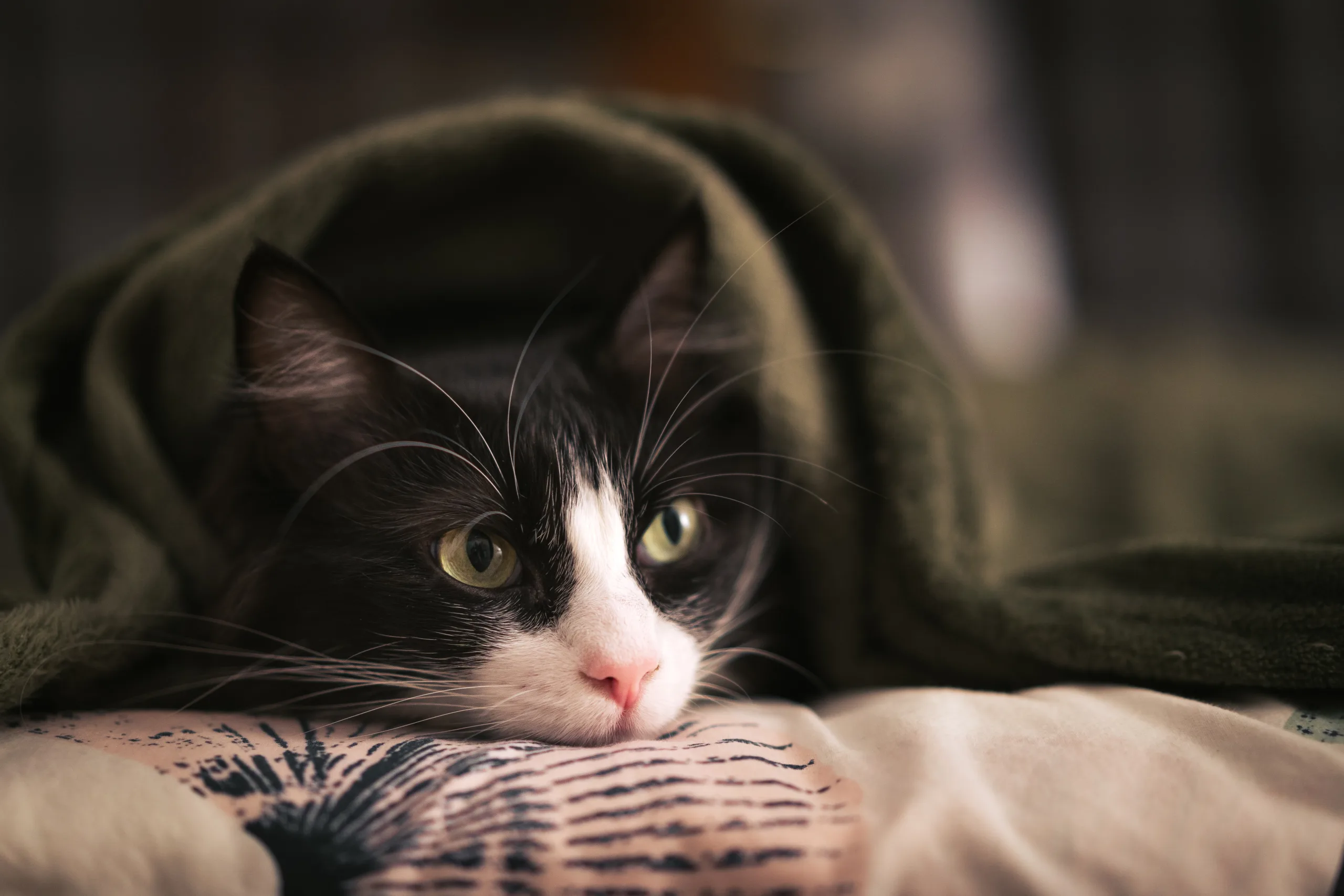 how do cats get fleas indoors