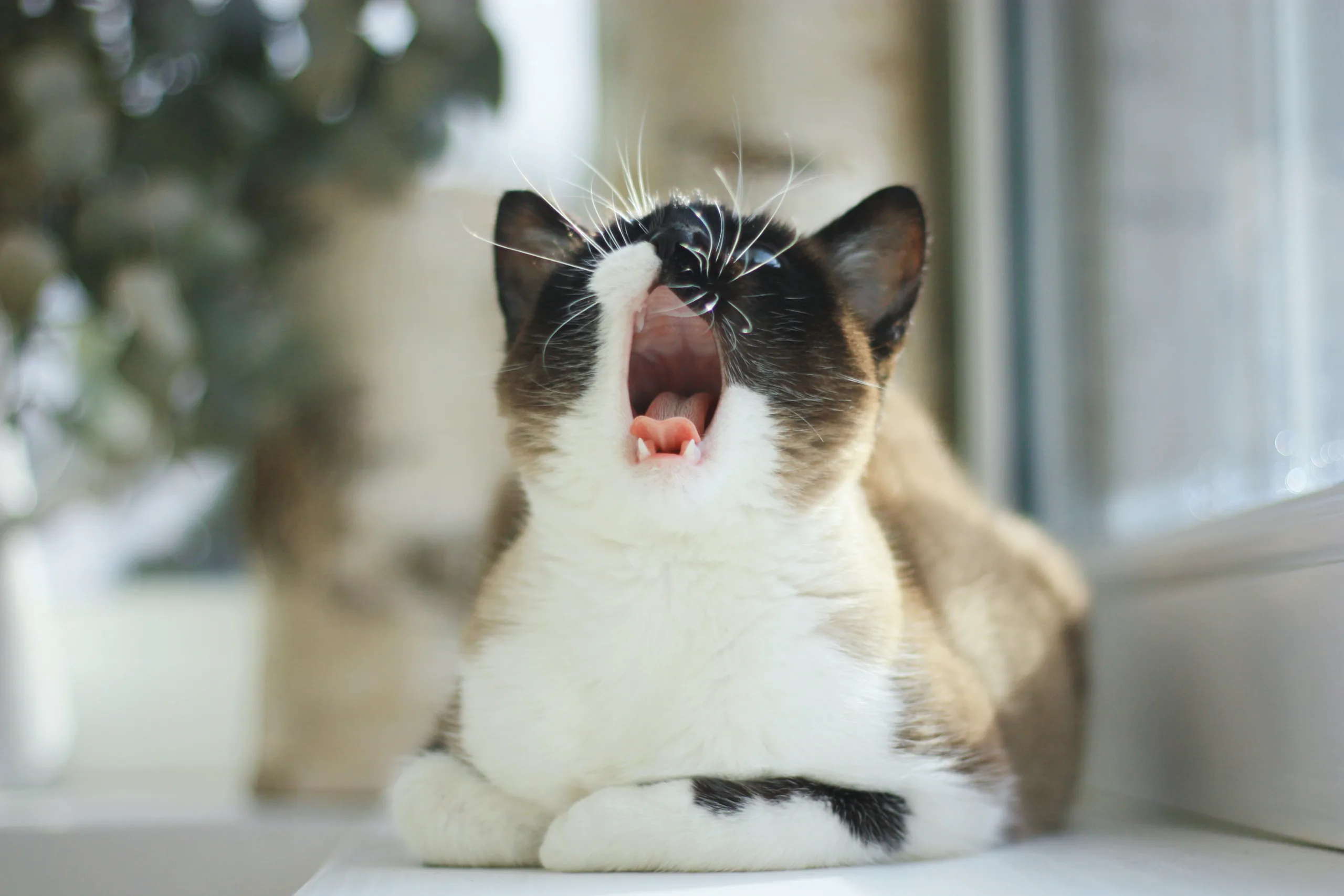 why do cats sneeze