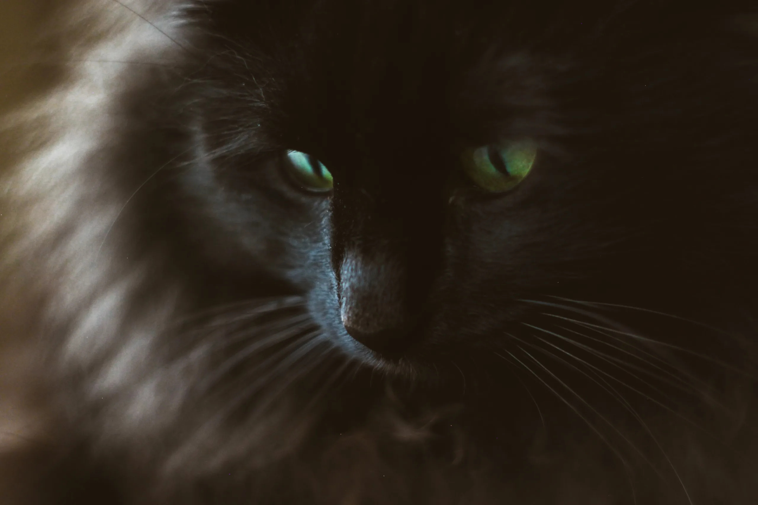what color eyes do black cats have