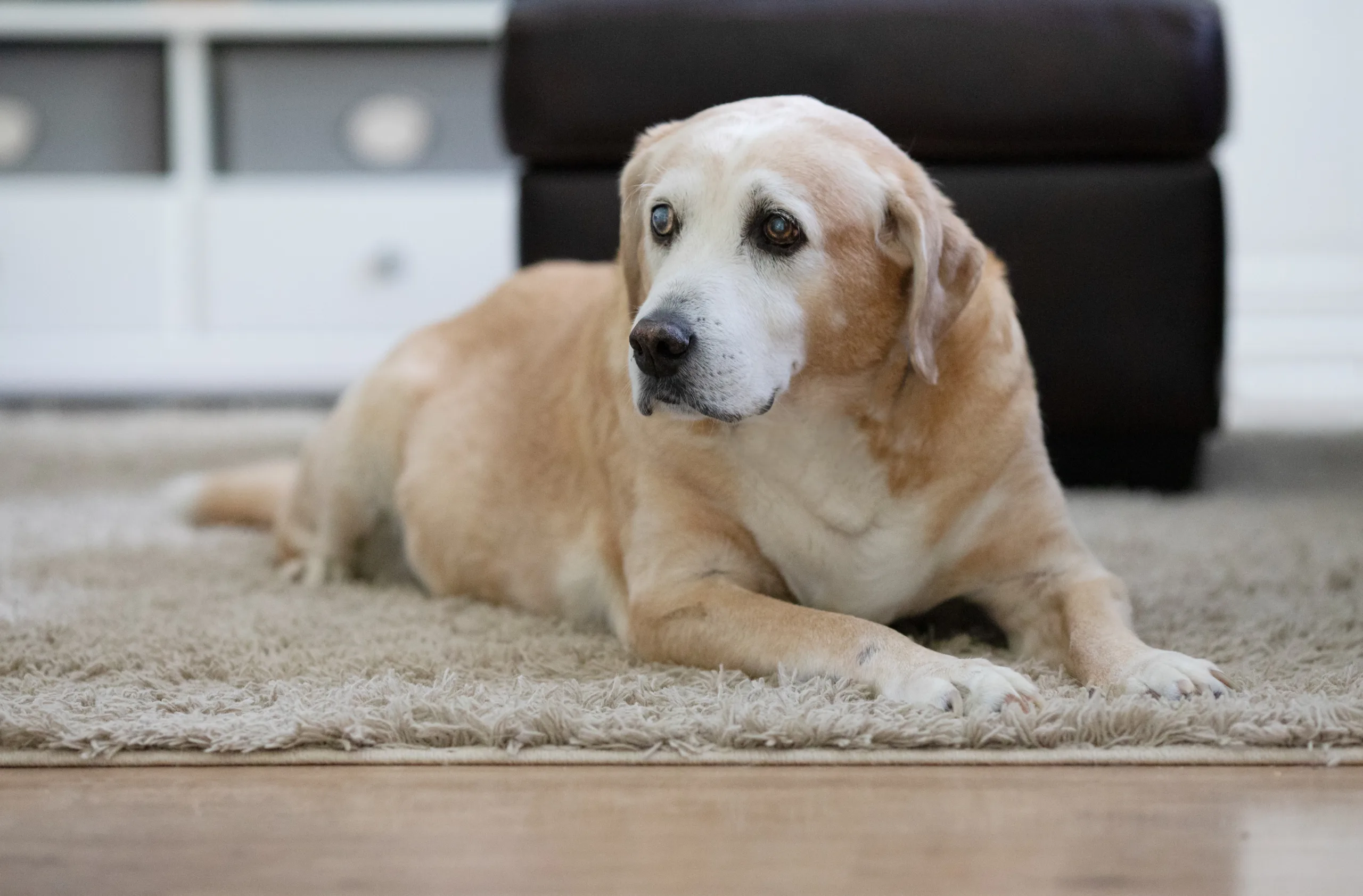 how to strengthen old dogs hind legs