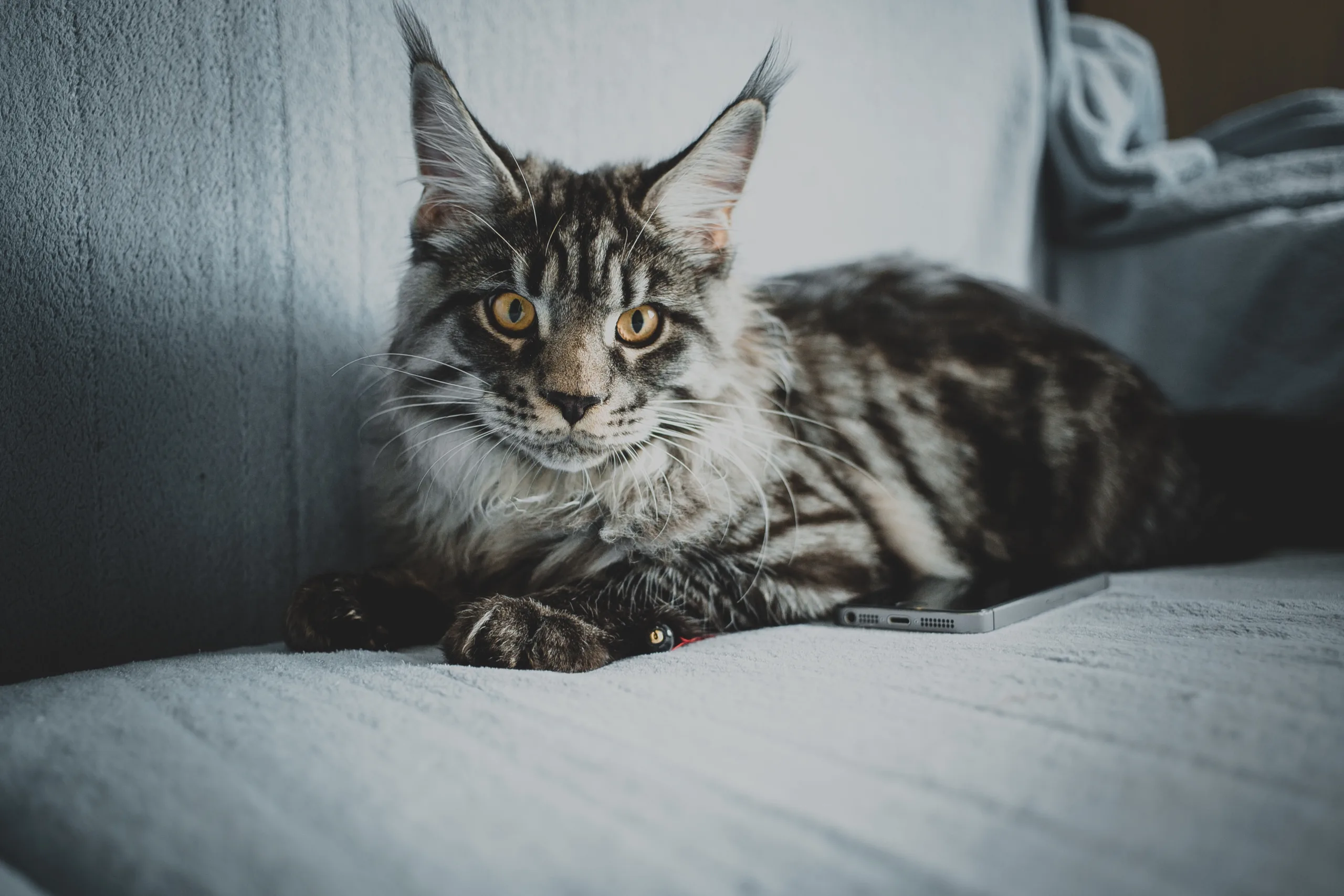 how much are maine coon cats