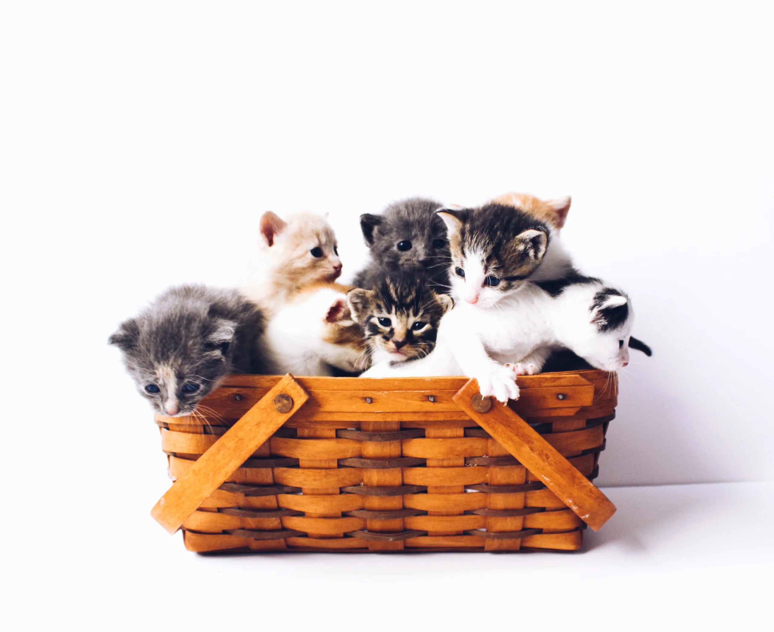 what vaccines do indoor cats need